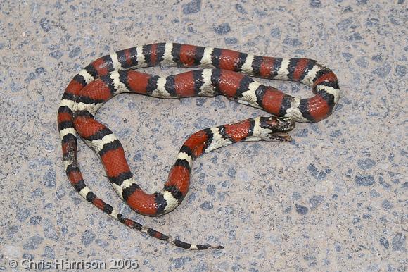 Thayer's Mountain Kingsnake (Lampropeltis mexicana thayeri)