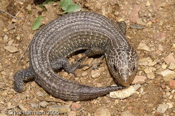 Northern Alligator Lizard (Barisia ciliaris)