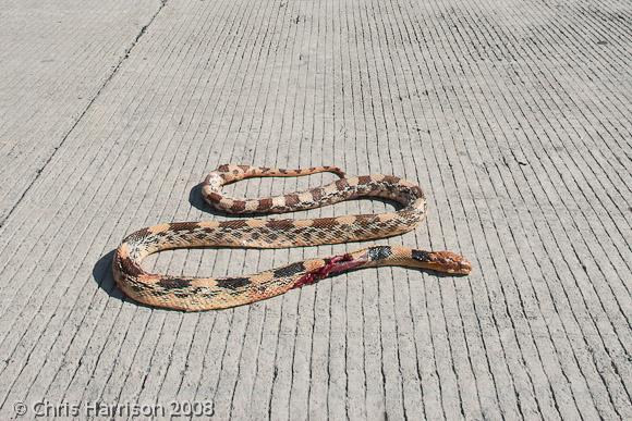 Northern Mexican Bullsnake (Pituophis deppei jani)