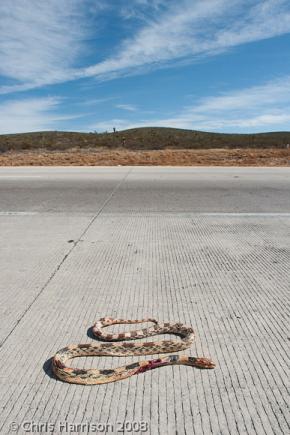 Northern Mexican Bullsnake (Pituophis deppei jani)