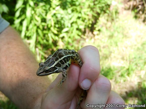 Pickerel Frog (Lithobates palustris)