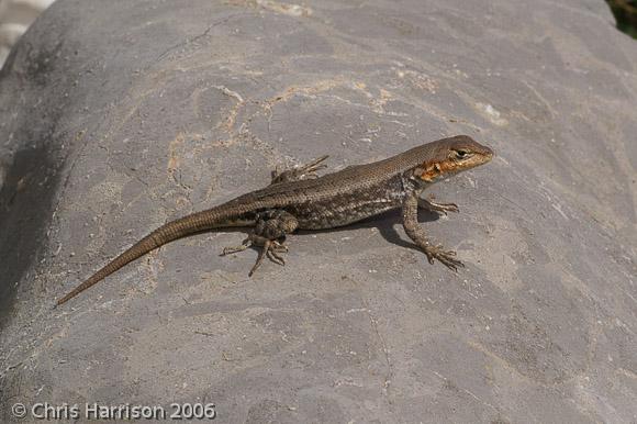 Couch's Spiny Lizard (Sceloporus couchii)