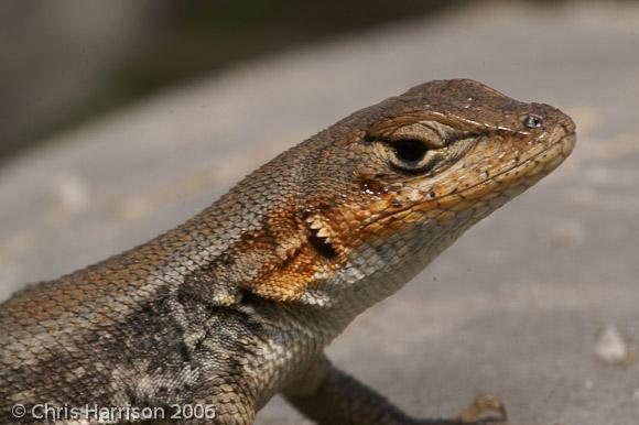 Couch's Spiny Lizard (Sceloporus couchii)