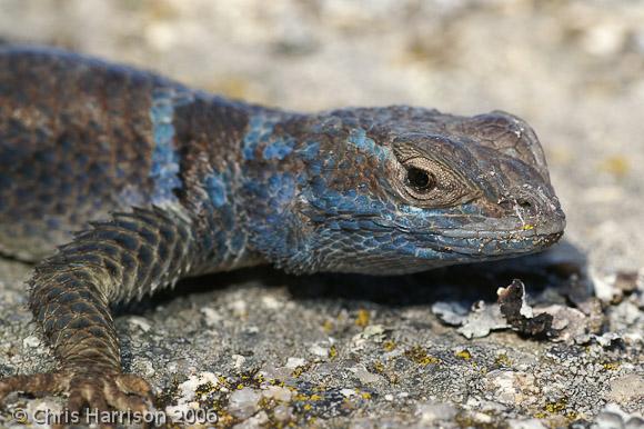 Minor Lizard (Sceloporus minor)