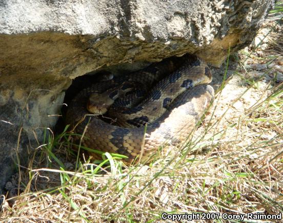 Timber Rattlesnake (Crotalus horridus)