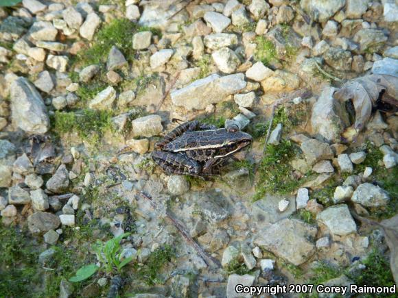 Pickerel Frog (Lithobates palustris)