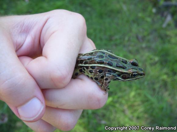 Northern Leopard Frog (Lithobates pipiens)