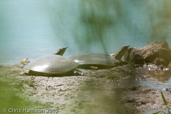 Guadalupe Spiny Softshell (Apalone spinifera guadalupensis)