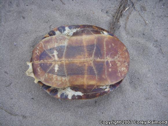 Western Painted Turtle (Chrysemys picta bellii)