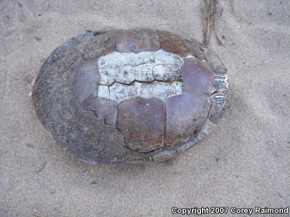 Western Painted Turtle (Chrysemys picta bellii)