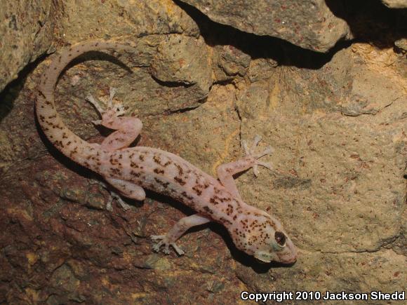 Peninsula Leaf-toed Gecko (Phyllodactylus nocticolus nocticolus)