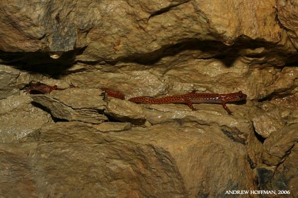 Cave Salamander (Eurycea lucifuga)