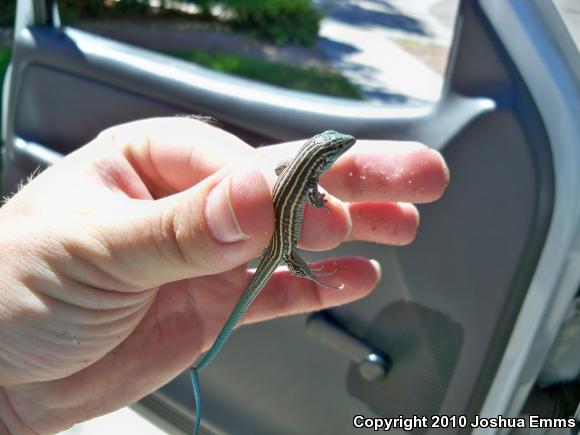 New Mexico Whiptail (Aspidoscelis neomexicana)