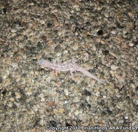 Desert Banded Gecko (Coleonyx variegatus variegatus)