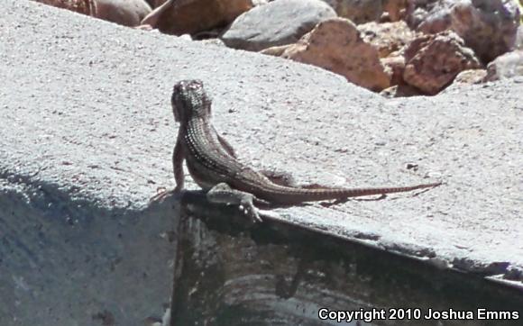 Southwestern Fence Lizard (Sceloporus cowlesi)