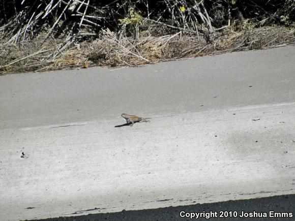 Southwestern Fence Lizard (Sceloporus cowlesi)