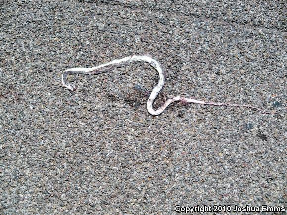 Western Coachwhip (Coluber flagellum testaceus)