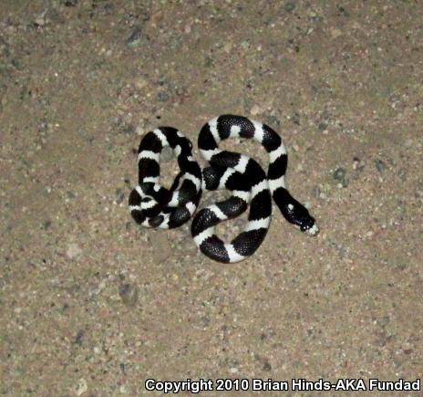 California Kingsnake (Lampropeltis getula californiae)