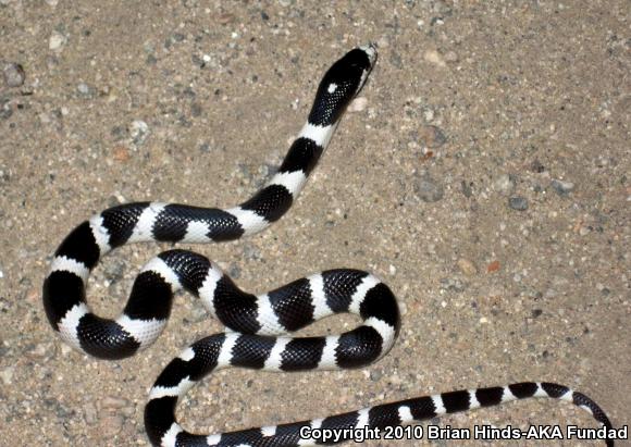 California Kingsnake (Lampropeltis getula californiae)