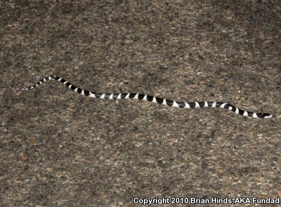 California Kingsnake (Lampropeltis getula californiae)