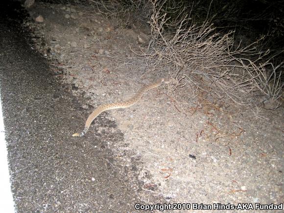 Western Diamond-backed Rattlesnake (Crotalus atrox)