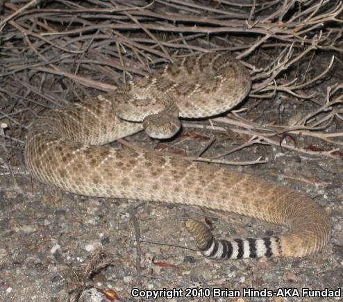 Western Diamond-backed Rattlesnake (Crotalus atrox)