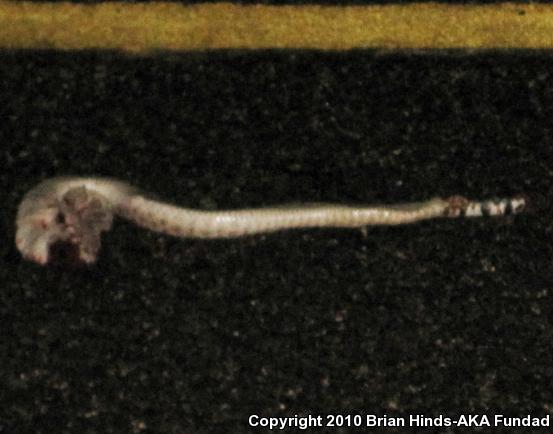 Western Diamond-backed Rattlesnake (Crotalus atrox)