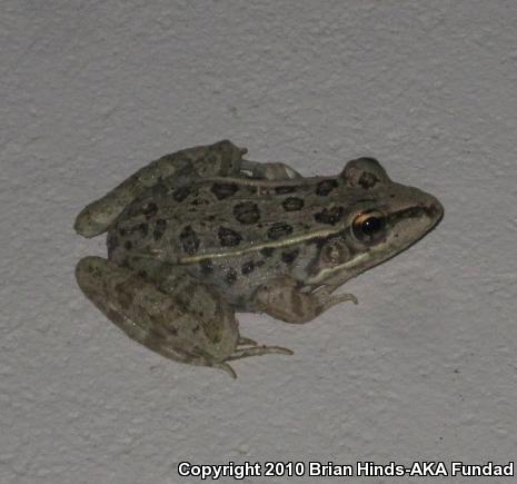 Rio Grande Leopard Frog (Lithobates berlandieri)