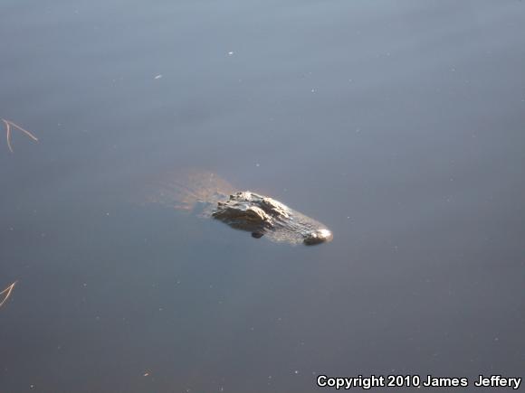 American Alligator (Alligator mississippiensis)