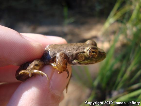 American Bullfrog (Lithobates catesbeianus)