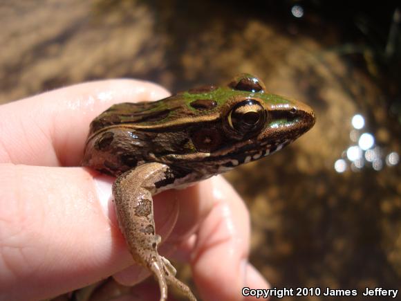 Southern Leopard Frog (Lithobates sphenocephalus utricularius)