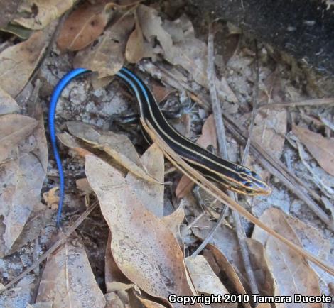 Five-lined Skink (Plestiodon fasciatus)