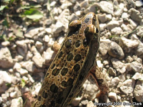 Northern Leopard Frog (Lithobates pipiens)