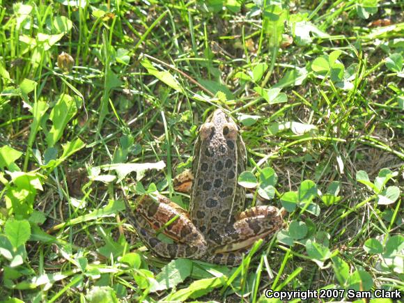 Northern Leopard Frog (Lithobates pipiens)