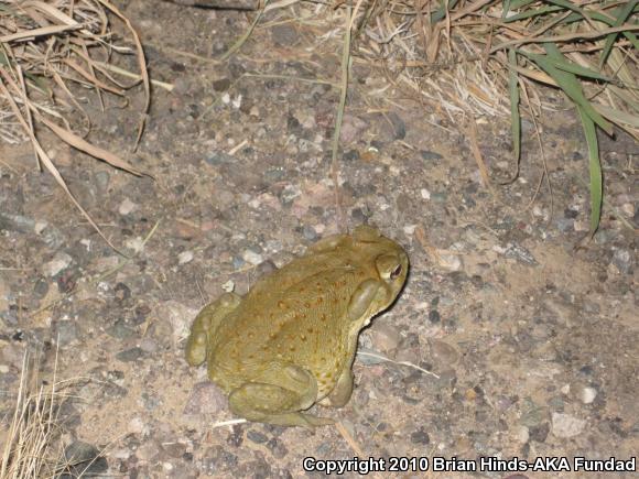 Sonoran Desert Toad (Ollotis alvaria)