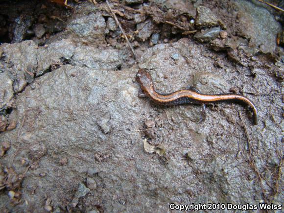 Eastern Red-backed Salamander (Plethodon cinereus)