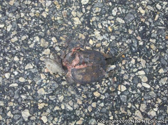 Eastern Snapping Turtle (Chelydra serpentina serpentina)