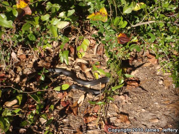 Southern Black Racer (Coluber constrictor priapus)