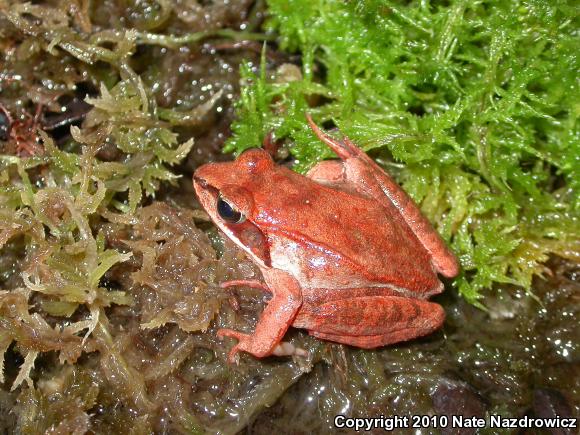 Wood Frog (Lithobates sylvaticus)