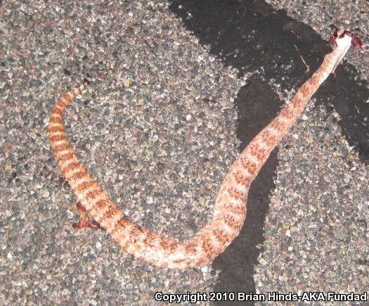 Southwestern Speckled Rattlesnake (Crotalus mitchellii pyrrhus)