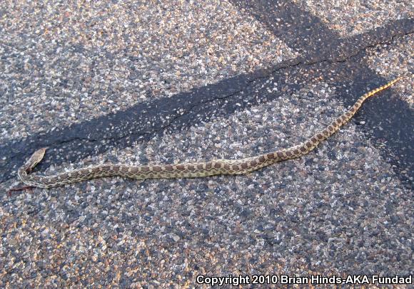 Sonoran Gopher Snake (Pituophis catenifer affinis)