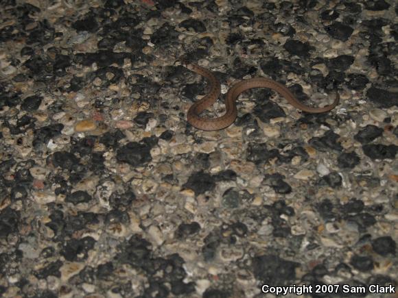 Northern Brownsnake (Storeria dekayi dekayi)