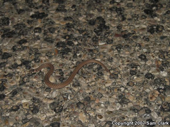 Northern Brownsnake (Storeria dekayi dekayi)