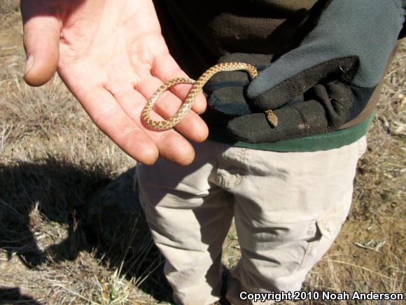 San Diego Nightsnake (Hypsiglena ochrorhyncha klauberi)