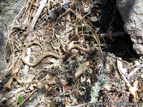 San Diego Nightsnake (Hypsiglena ochrorhyncha klauberi)