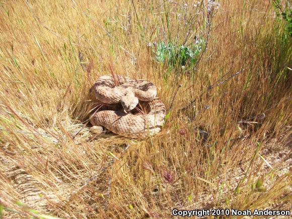 Southwestern Speckled Rattlesnake (Crotalus mitchellii pyrrhus)