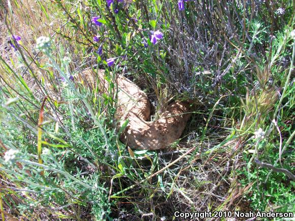 Southwestern Speckled Rattlesnake (Crotalus mitchellii pyrrhus)