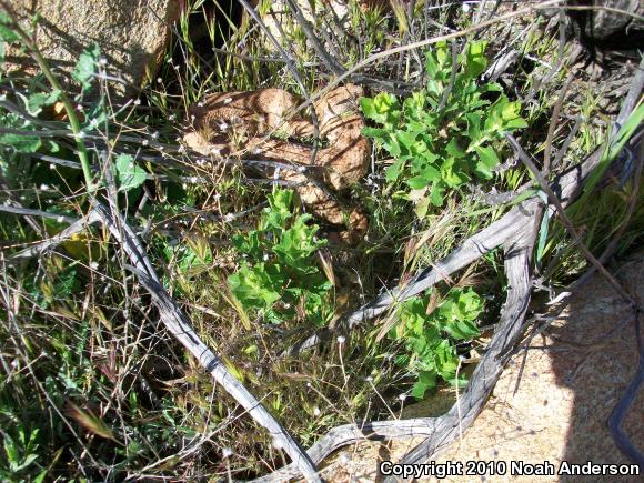 Southwestern Speckled Rattlesnake (Crotalus mitchellii pyrrhus)