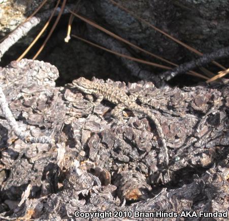 Ornate Tree Lizard (Urosaurus ornatus)