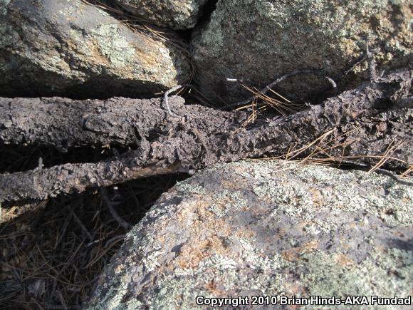 Ornate Tree Lizard (Urosaurus ornatus)